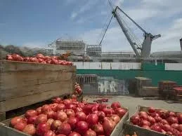 1st commercial sea shipment of unique Indian pomegranates reaches US: Centre