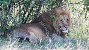 Nairobi girl dragged away, killed by lion