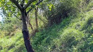 India among world's few countries to record rise in forest cover