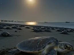 Proud to support conservation efforts of Olive Ridley turtles, says Karan Adani