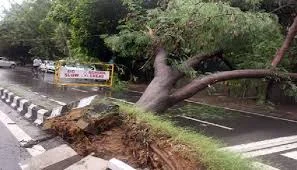 Tragedy in Dwarka: Tree collapse claims four lives amid heavy rain