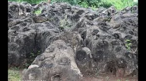 UP’s Salkhan Fossils Park joins Unesco's tentative World Heritage List
