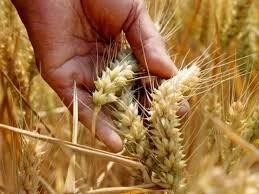 Centre’s wheat procurement at MSP rises to three-year high