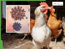 Toddler dies of H5N1 virus in Cambodia