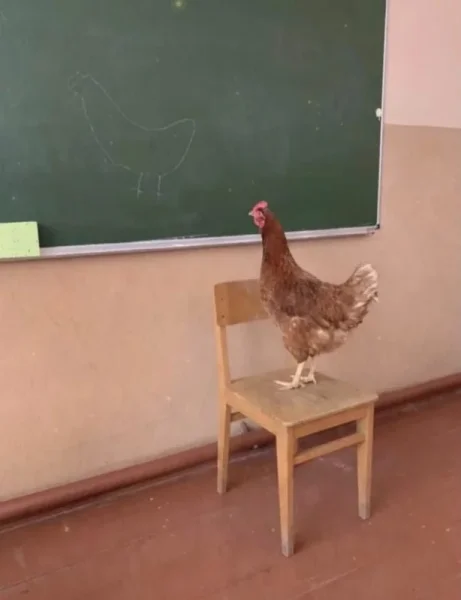 14 pictures We're Still Trying to Get a pluck On